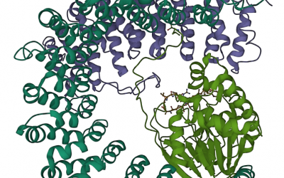 PP2A protein crystal structure