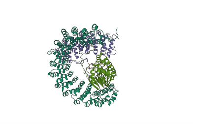 PP2A protein crystal structure