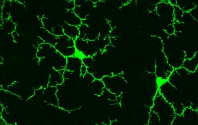 Microglia