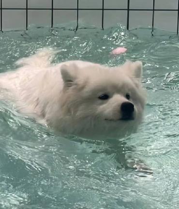 Tian's pet Samoyed swims in a a pool.